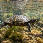 Synonyms for Turtle